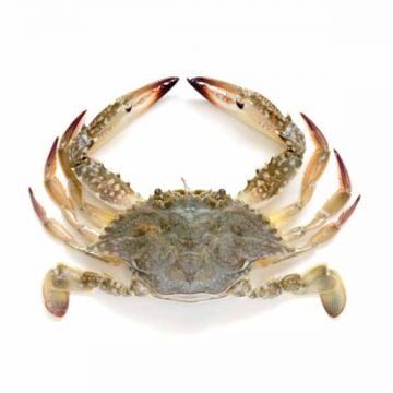 Fresh Blue Crab Female