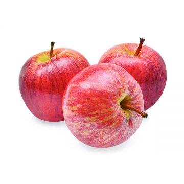 Apple Royal Gala (small) Newzealand