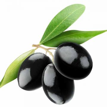 Olive Black Lebanese