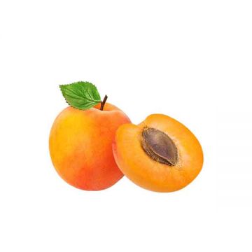 Apricot 600gm Iran