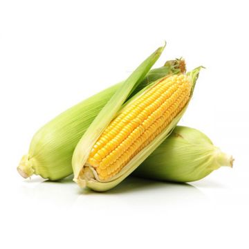 Sweet Corn Iran