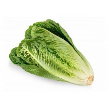 Organic Lettuce Uae