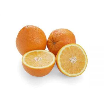 Orange Navel Egypt