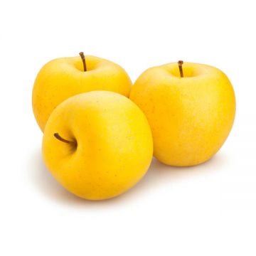 Apple Golden Serbia