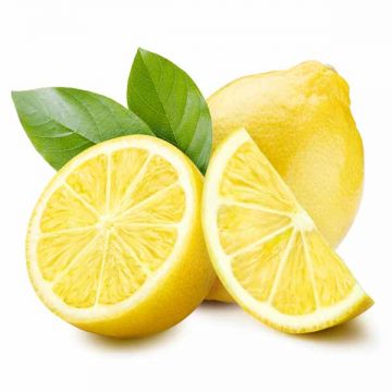 Lemon Prime By Air Lebanon