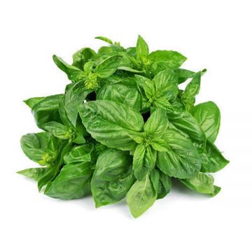 Basil Leaves Uae