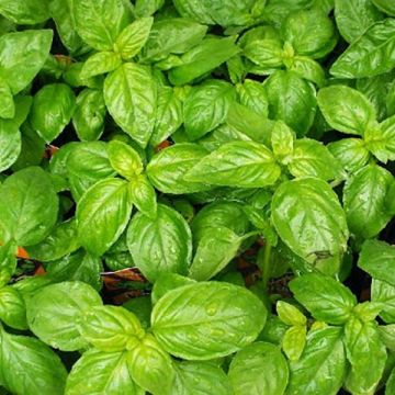 Basil Leaves Uae