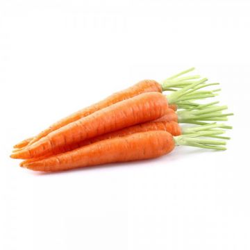 Carrot  Lebanon By Air Lebanon
