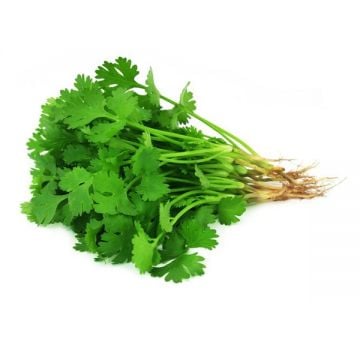 Coriander Leaves Premium Uae