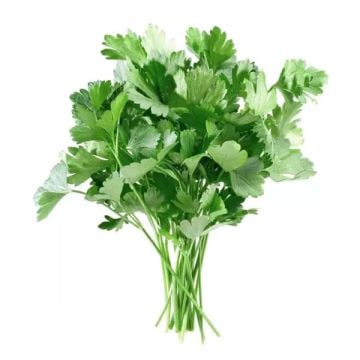 Parsley Leaves Premium Uae