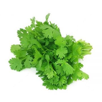 Coriander Leaves Uae