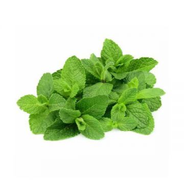 Mint Leaves Uae