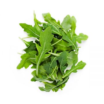 Organic Baby Rocca Uae