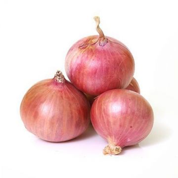 Indian Onion Looos India